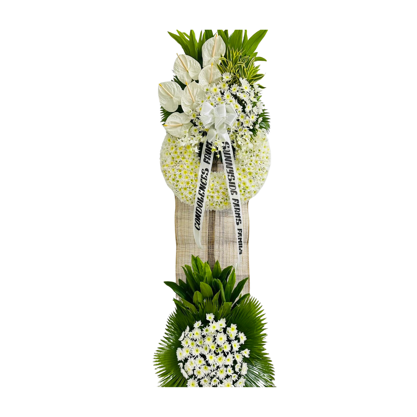 Gerbera