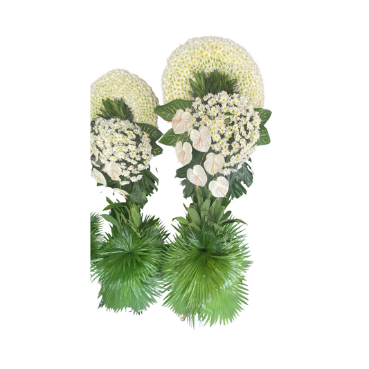 Sympathy Cascading Anthurium